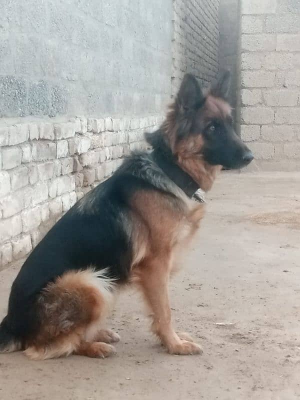 Female hai King shepherd Belgium 0