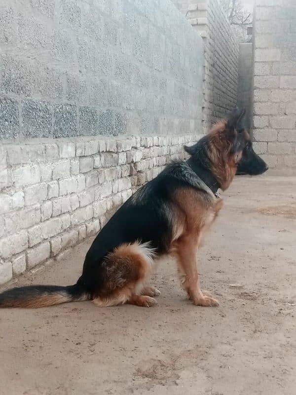 Female hai King shepherd Belgium 1