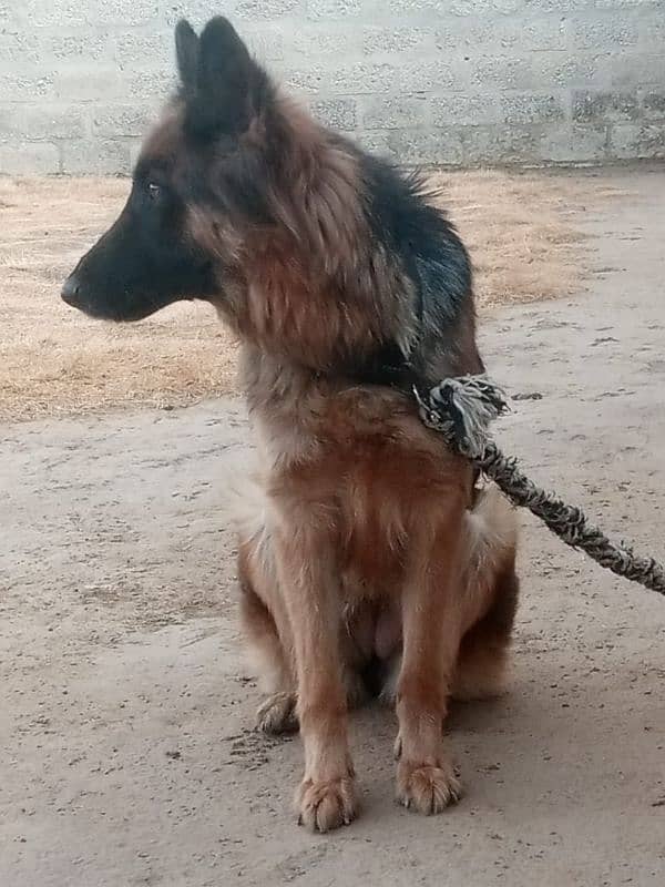 Female hai King shepherd Belgium 4