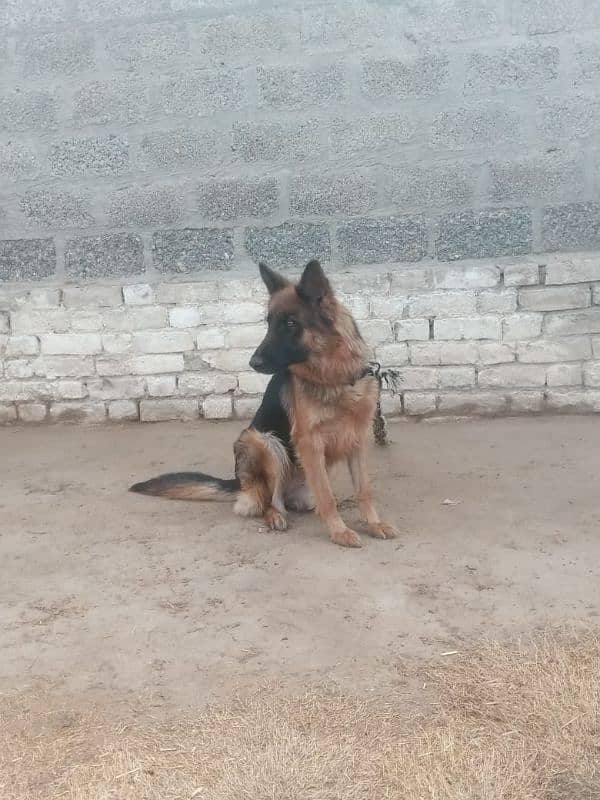 Female hai King shepherd Belgium 8