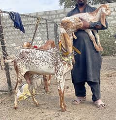 bacho wali nagri beetle bakriya