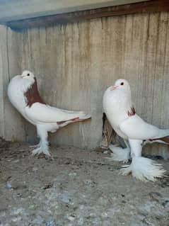 gubara red pair for sale