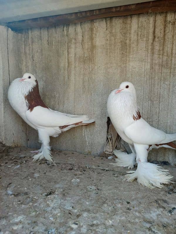 gubara red pair for sale 0