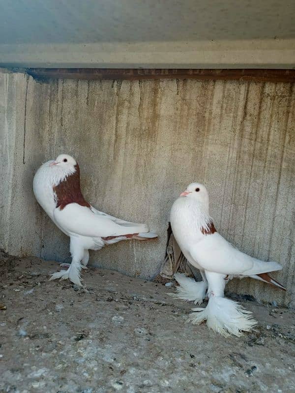 gubara red pair for sale 1