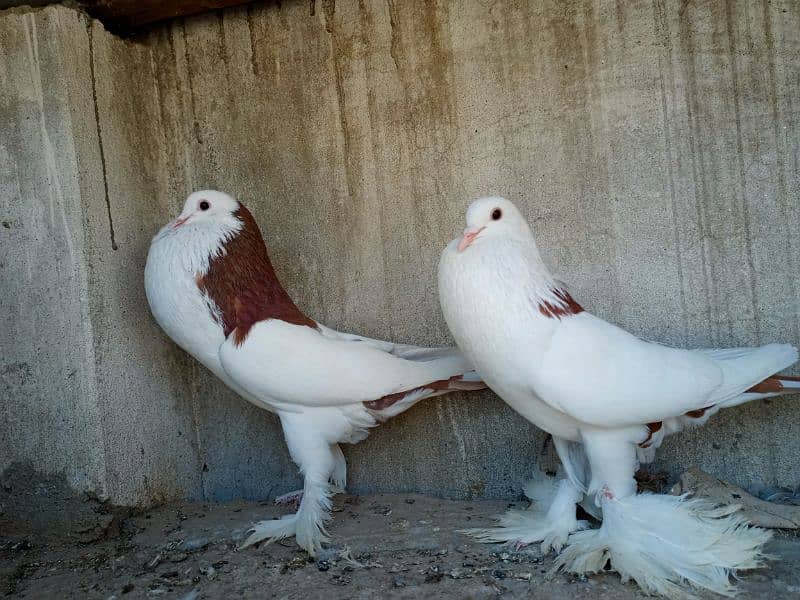 gubara red pair for sale 2