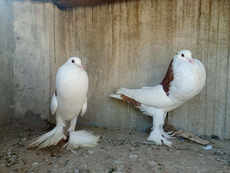 gubara red pair for sale 3