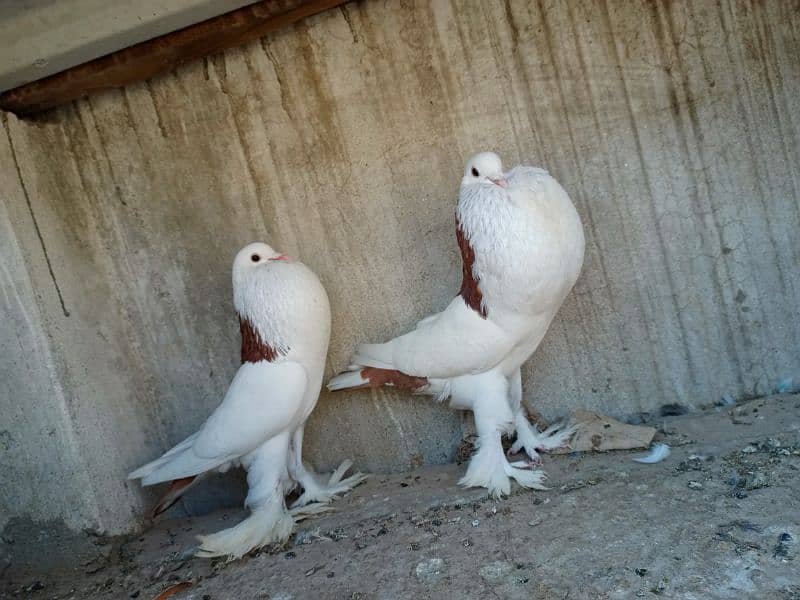 gubara red pair for sale 4