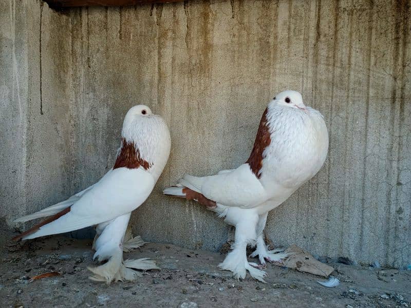 gubara red pair for sale 5