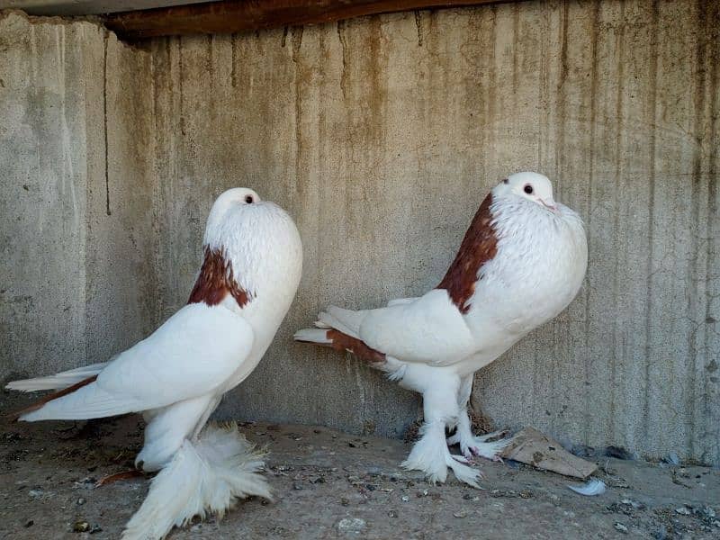 gubara red pair for sale 6