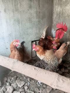 Golden Desi Hens