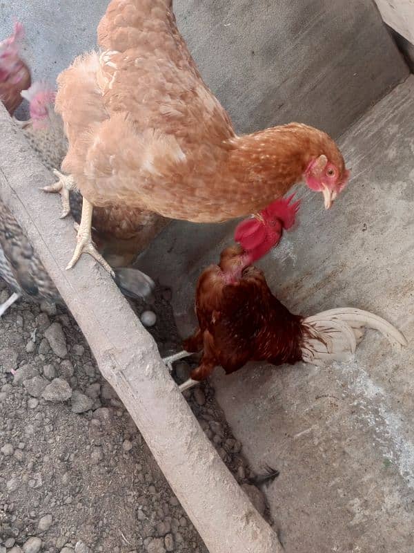 Golden Desi Hens 2