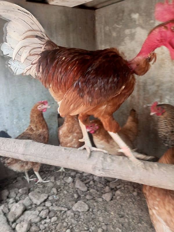 Golden Desi Hens 4