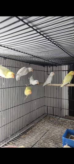 Some Beautiful lovebirds Albino, Cremino, Decino, possible split pf