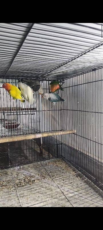 Some Beautiful lovebirds Albino, Cremino, Decino, possible split pf 4