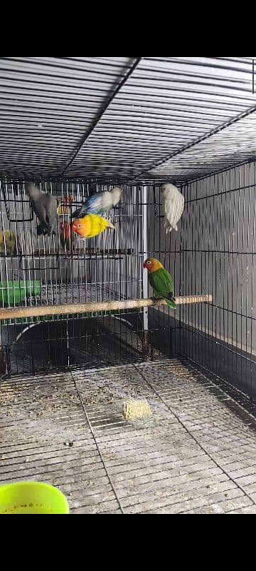 Some Beautiful lovebirds Albino, Cremino, Decino, possible split pf 5