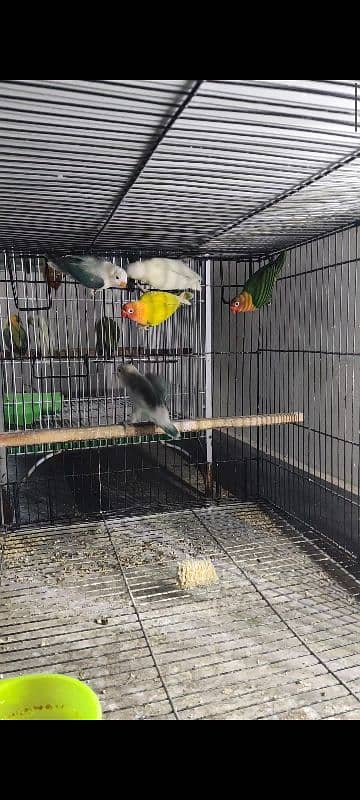 Some Beautiful lovebirds Albino, Cremino, Decino, possible split pf 6