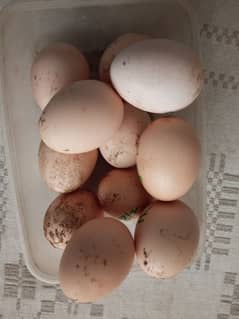 Hira paper white eggs