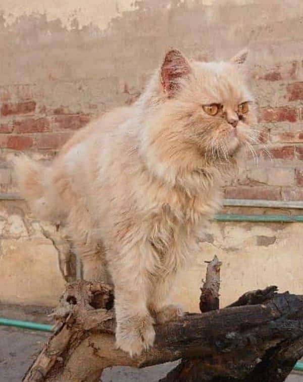 Persian adult Male cat Available 03065552120 0