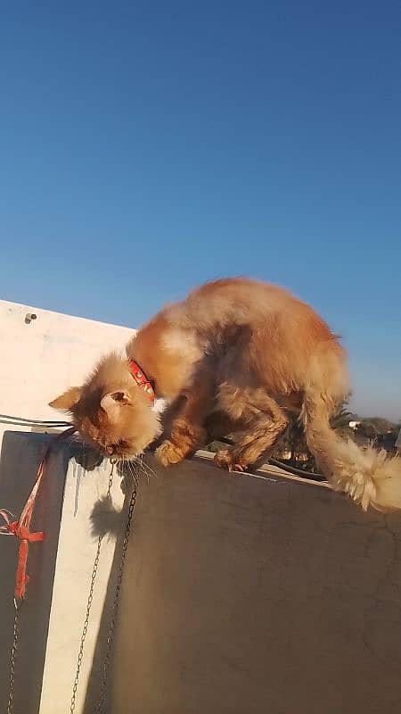 Persian adult Male cat Available 03065552120 2