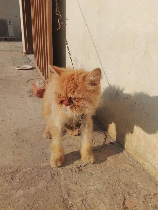 Persian adult Male cat Available 03065552120 3