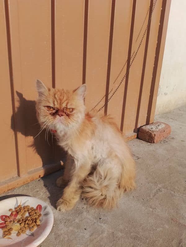 Persian adult Male cat Available 03065552120 4