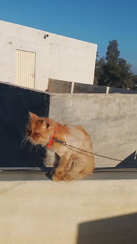 Persian adult Male cat Available 03065552120 6