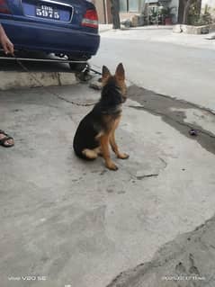 German shepherd Long court female dog