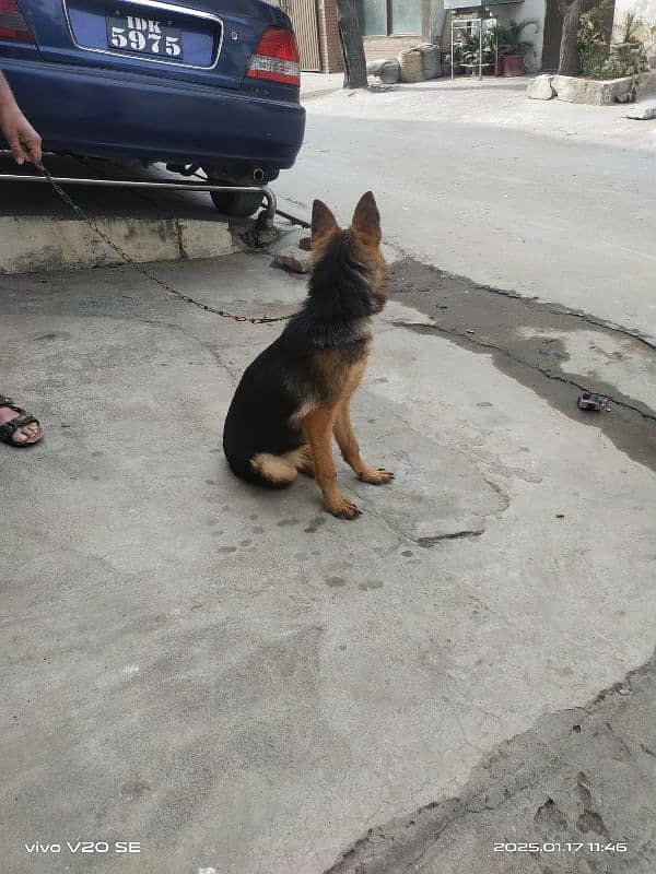 German shepherd Long court female dog 0