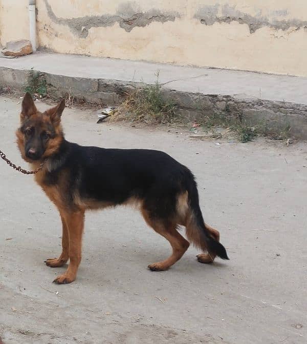 German shepherd Long court female dog 2