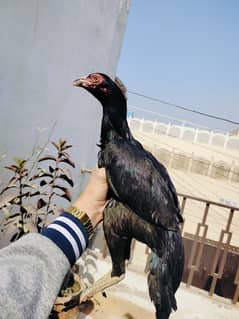 Mushki Jet Black Female Pathi