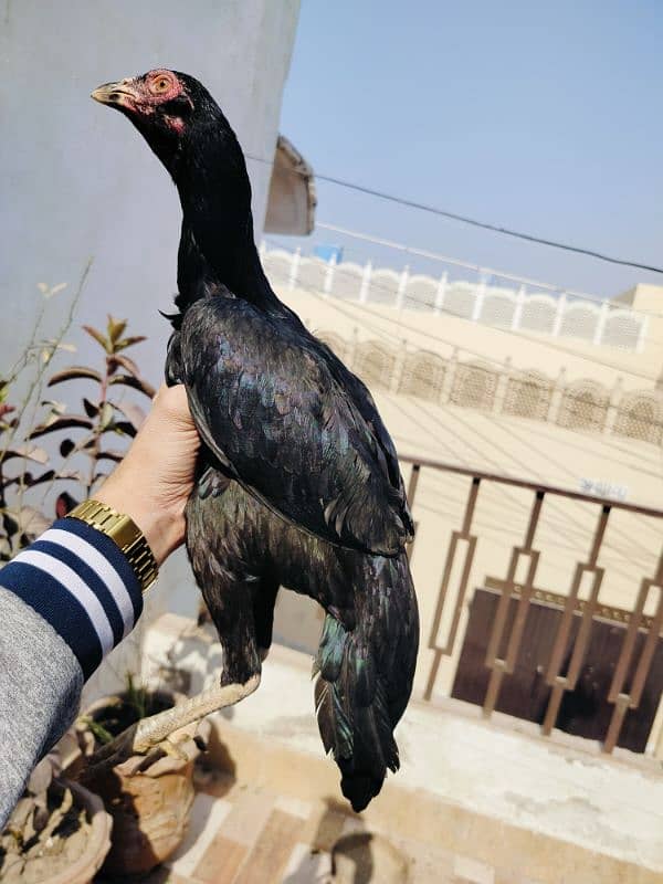 Mushki Jet Black Female Pathi 4