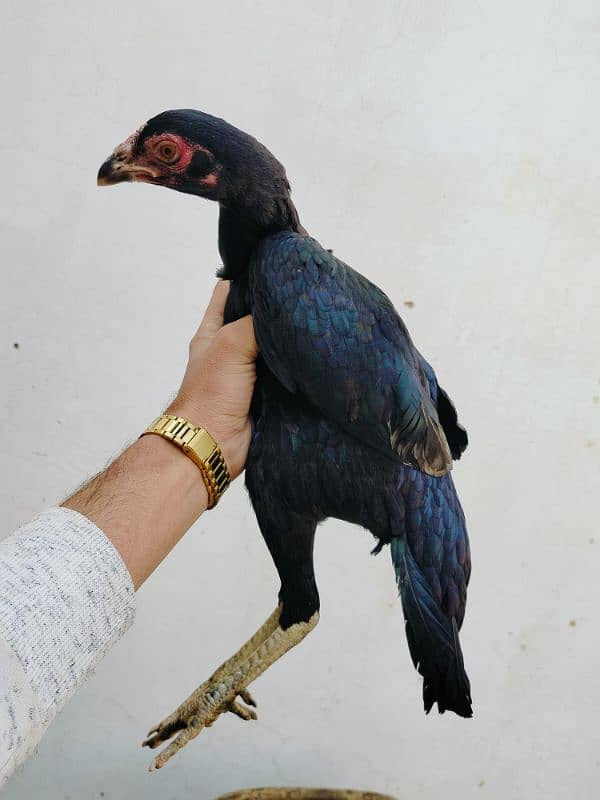 Mushki Jet Black Female Pathi 7