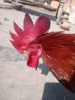 Cock