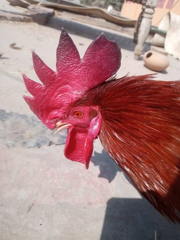 Agar Kisi Kay paass desi chicks Hain too rabta karain 0