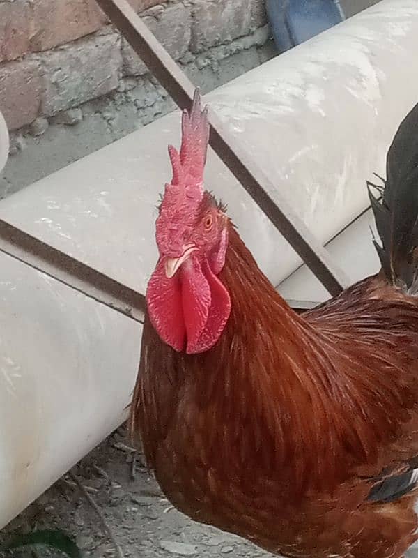 Agar Kisi Kay paass desi chicks Hain too rabta karain 1