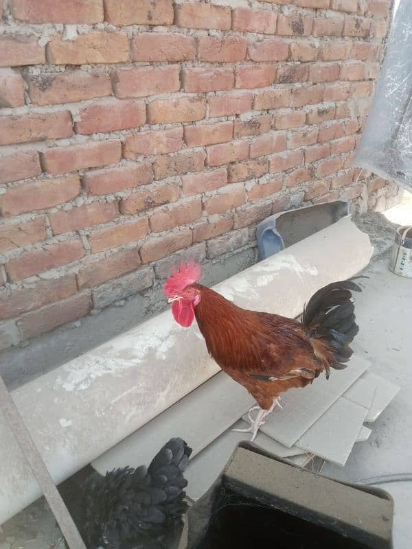 Agar Kisi Kay paass desi chicks Hain too rabta karain 2