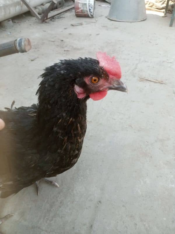 Agar Kisi Kay paass desi chicks Hain too rabta karain 3
