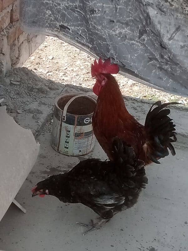 Agar Kisi Kay paass desi chicks Hain too rabta karain 4