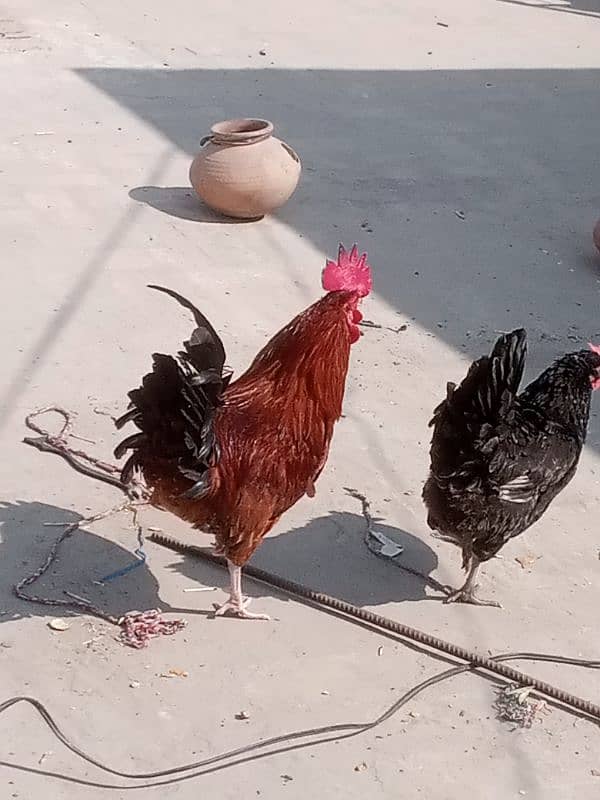 Agar Kisi Kay paass desi chicks Hain too rabta karain 5