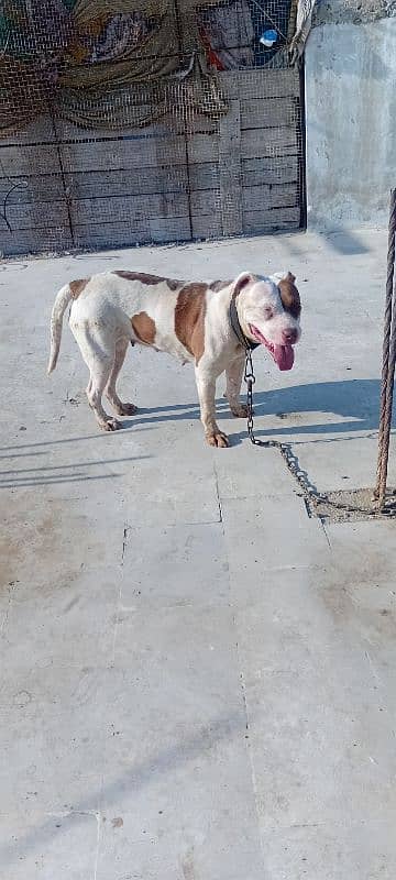 pitbull for sale full vaccinated friendly 1