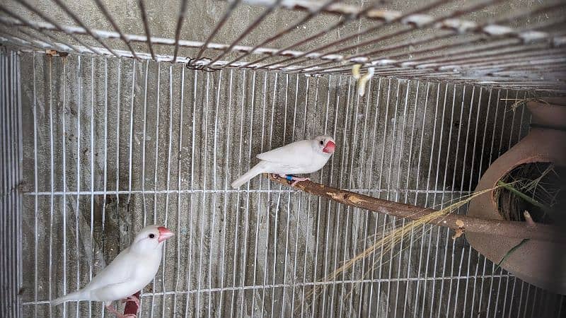 White Java Breeder Pair 0