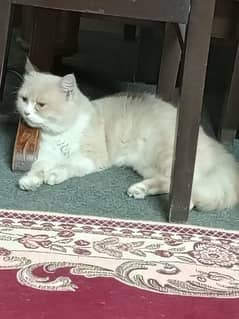 Persian cat urgent selling