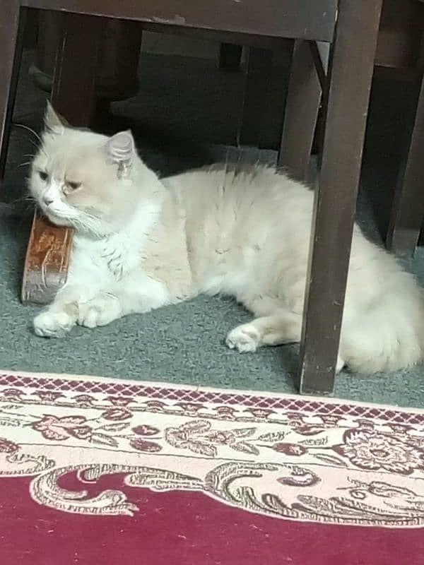 Persian cat urgent selling 0