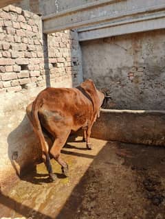 Pure Desi Cow For Sale