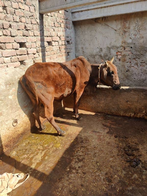 Pure Desi Cow For Sale 1