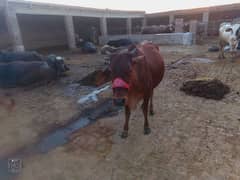 taza soi hoi sahiwal jersey cross cow with Baraman bachra for sale