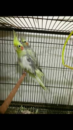 Cockatiel Breedar pair