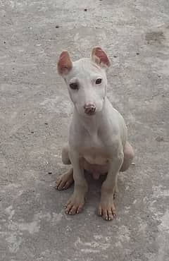 bully gultair male/bully gultair breed / bully male for sale