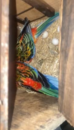 eastern rosella pair with eggs