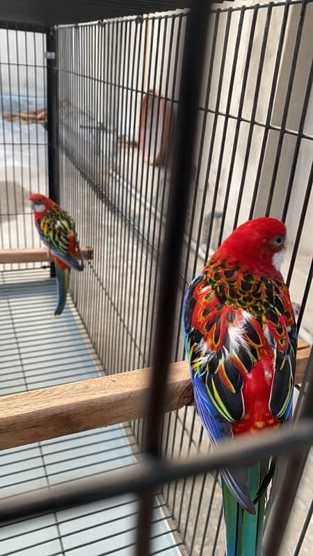 eastern rosella pair with eggs 1